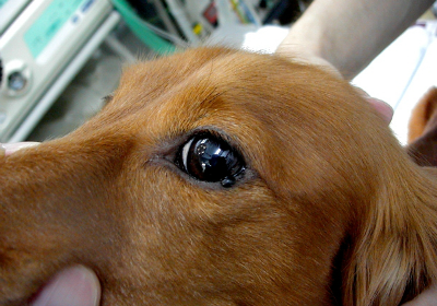 腫瘍科診療 アイビーペットクリニック 大和市中央林間の動物病院 腫瘍 がん 皮膚科 眼科