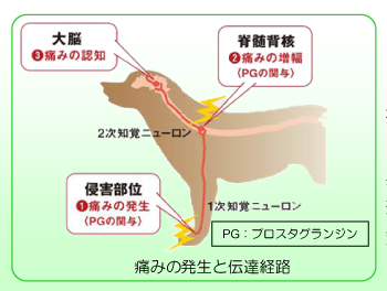 異なる部位に作用する鎮痛薬を使用