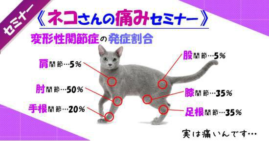 猫の関節と痛みセミナー  アイビーペットクリニック 大和市中央林間の 