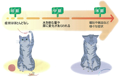 秋のネコ健診 アイビーペットクリニック 大和市中央林間の動物病院 腫瘍 がん 皮膚科 眼科 秋のネコ健診 アイビーペットクリニック 大和市中央林間の動物病院 腫瘍 がん 皮膚科 眼科