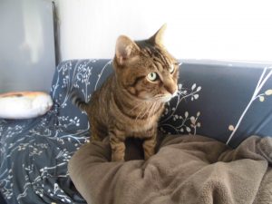 猫の腎臓病とご飯の話 u2013 アイビーペットクリニック別館